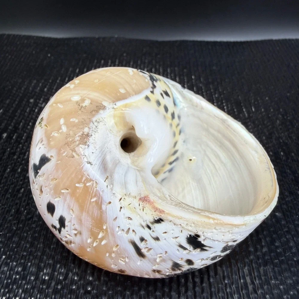 Polished Turbo Marmoratus Sea Shell Pearlescent Green Turban Mother of Pearl 3